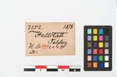 Etikett zu Bronzemehrkopfnadel (NHMW-PRAE-002252)
